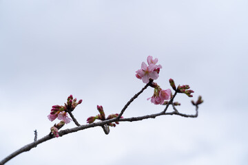 pink cherry blossom