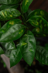 Citrus leaf with chlorosis on vignette background for concept of plant health diagnosis