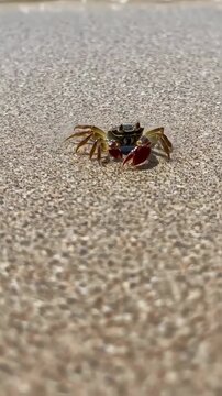 Small colorful crab walking across sandy beach with slow camera movement highlighting its detailed shell and claws