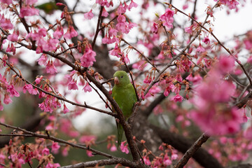 bird on tree