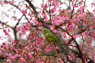 pink cherry blossom