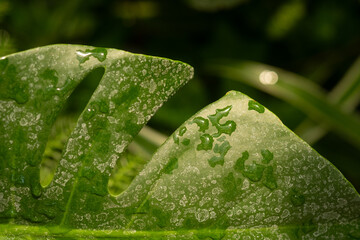 Macro of dew-covered monstera deliciosa leaf – concept: tropical hydration and natural surface...