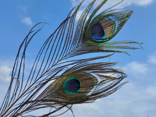 Two colorful peacock feather on the blue sky