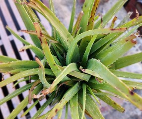 Beautiful green aloe vera plant closeup wallpaper