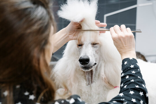 Crop view of woman combing white Standard Poodle