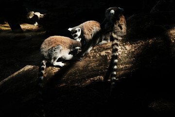 Three ring-tailed lemurs - Lemur catta - sit on a fallen tree in dramatic lighting. The animals...