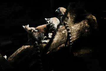 Group of ring-tailed lemurs - Lemur catta - gathered on a fallen tree in partial sunlight. Social interaction and natural behavior in a shaded zoo enclosure.