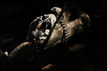 Family of ring-tailed lemurs - Lemur catta - gathered on a log in dramatic light. One juvenile climbs on an adult, showcasing social and playful behavior in a zoo enclosure.