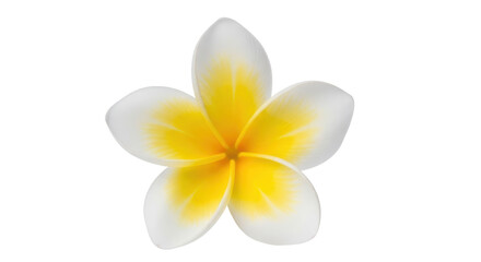 Isolated Frangipani Flower