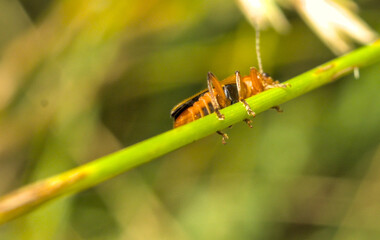 A little orange insect perched on a branch.