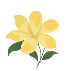 yellow frangipani flower