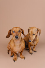Dachshunds side by side looking up – curiosity and pet attention concept