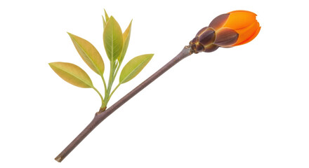 Isolated Kapok Tree Flower Bud and Leaves