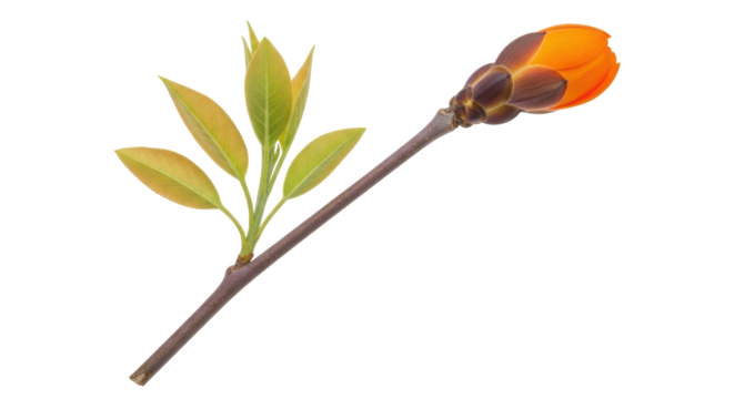 Isolated Kapok Tree Flower Bud and Leaves