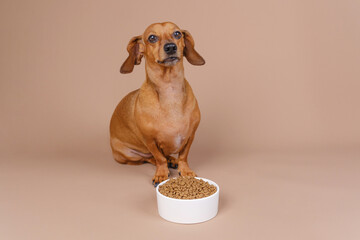 Dachshund seated beside full bowl of kibble, ideal for pet nutrition, mindful eating or portion...