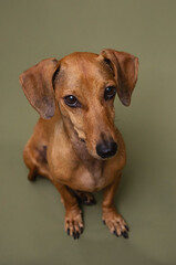 Top view of dachshund looking up in studio great for emotional pet rescue posters or canine loyalty visual themes
