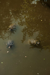 Several turtles swim calmly in murky pond water. Their dark shells and red markings are partially visible beneath the surface, creating a serene aquatic scene.