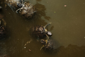 Several turtles swim calmly in murky pond water. Their dark shells and red markings are partially visible beneath the surface, creating a serene aquatic scene.
