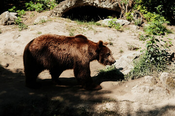 A brown bear walks across a dry, rocky area in its zoo enclosure. Sunlight highlights the animals thick fur as it moves through the naturalistic habitat.