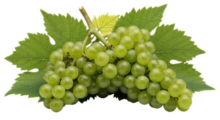 Isolated Green Grapes on Vine
