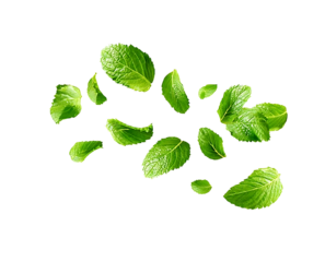 flying mint leaves isolated on white or transparent png 