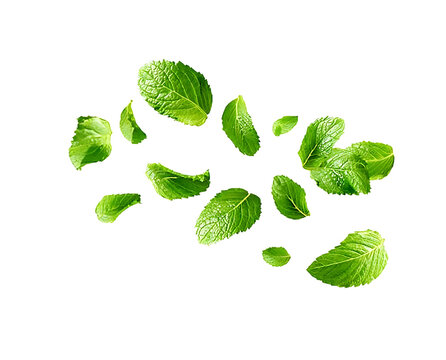 flying mint leaves isolated on white or transparent png 