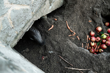 A porcupine peeks out from its burrow under a stone ledge, surrounded by scattered carrots and apples in the dirt. Natural zoo environment with food remnants and earthy textures.