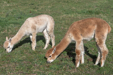 Alpagas dans un parc  à Cézay  , Loire , France