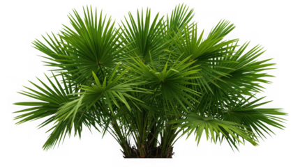 A lush green fan palm tree with numerous fronds isolated on transparent background