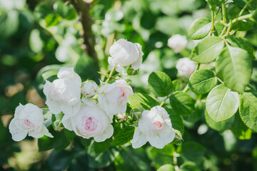Beautiful white roses bloom in a lush garden during summer