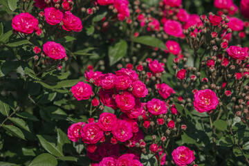 Vibrant pink roses blooming in a garden during the summer season