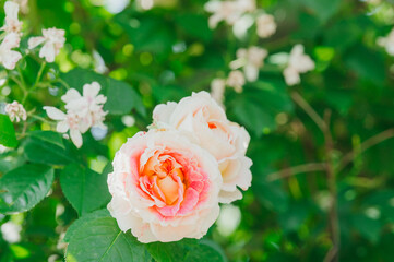 Beautiful pink and cream roses blooming in a garden during springtime