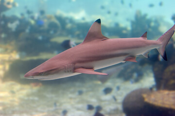 Blacktip reef shark hunting over tropical reef, clear side view. Blurred background
