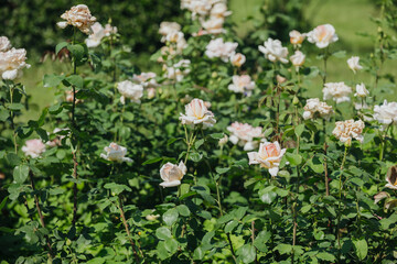 Beautiful roses blooming in a lush garden during mid-summer afternoon