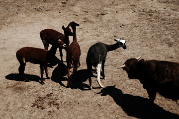 Group of llamas and one black bull with horns gathered together in a dusty zoo pen, viewed from...