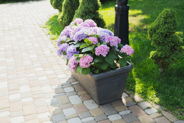 Colorful hydrangeas bloom in a garden planter along a cobblestone path