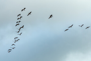 Vol de grues cendrées au Lac du Der-Chantecoq , Marne , Grand Est , France
