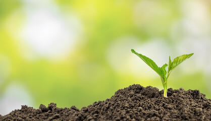 Young green seedling growing from fertile soil with bright blurred background. copy space