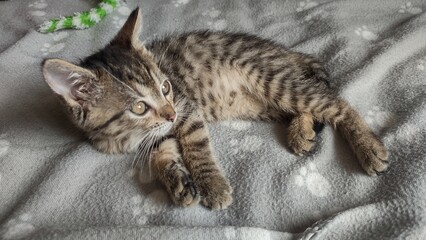 Cute tabby kitten on its pillows