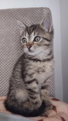 Cute tabby kitten on its pillows