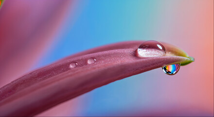 Close-up of a water droplet resting on a purple petal against a colorful background
