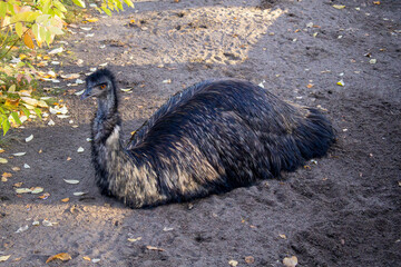 Large emu ostrich lays on the ground in a sandy area. The ostrich is black and white and has a long neck