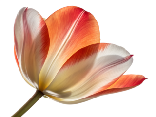 Close up of a bi-colored tulip with white and orange petals isolated on a transparent background