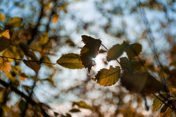 Autumn leaves with sunlight shining through branches. Natural seasonal scene with warm colors, soft...