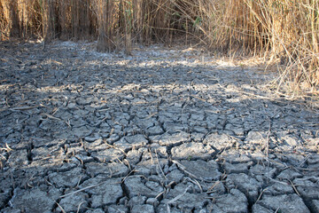 Cracked dry ground in drought area with dried plants around. Environmental concept showing climate...