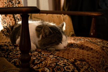 Cute domestic Homeless cat peacefully sleeping on a patterned armchair in warm cozy home interior