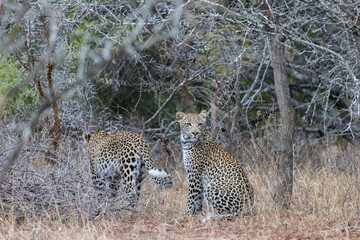 a leopardess and her sub-adult cub together
