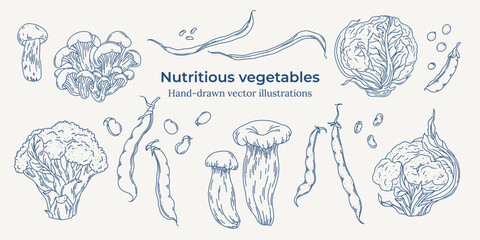 Hand-drawn vector set of nutritious vegetables including legumes, mushrooms, and cruciferous plants