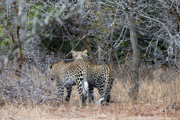 a leopardess and her sub-adult cub together