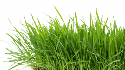 Obraz premium Spring grass isolated on white background PNG. AI GENERATED.